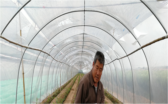 最全的大姜控温管理技术要点在这里，涨知识了！赶快转发收藏！