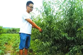 随县新街镇果树种植小伙谢飞：青春奉献果树园图片