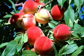 北京地域特色农产品10-平谷大桃图片