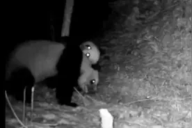 罕见！两只野生大熊猫激烈打斗 一只脸部“挂彩”图片