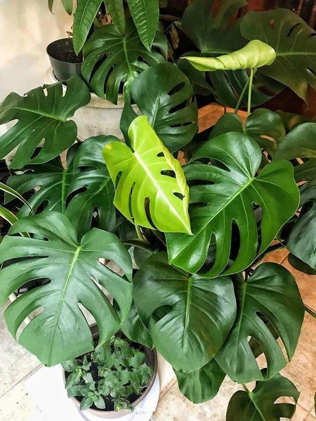 客厅绿植耐寒养什么植物(耐阴耐寒的客厅大型绿植)-措必培