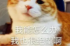 好有爱！“喵星人”被困防盗窗 义乌消防及时解救图片