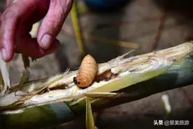 广东肇庆有群捉虫人靠捉虫致富月入1.5万元图片