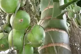 槟榔的是与非图片