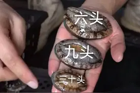 鲍鱼怎么区分几头鲍？图片