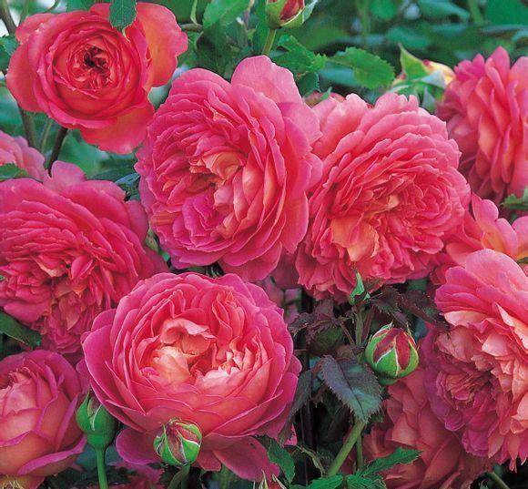 品种明代《群芳谱》里介绍月季:一名长春花,一名月月红,一名斗雪红