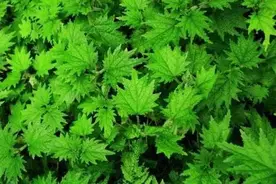 农村臭名昭著的路边野草，儿时记忆深处的噩梦：“蜇人草”荨麻图片