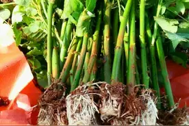 春天扦插花，自制“生根水”，简单也好用，生根快又壮，省钱了图片