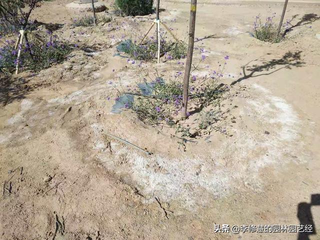 金塔某工业园区绿化植物的养护方案