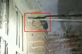 零陵一大花蛇地下室“偷蛋” 被消防员当场“擒”拿图片