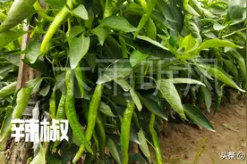 大蒜下茬种植什么蔬菜更合适？更有利于提高经济效益？图片