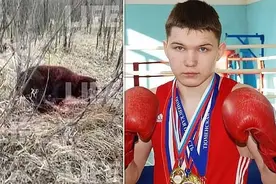 近日，俄拳击手遭棕熊袭击，殊死搏斗后竟将熊反杀！全过程曝光图片