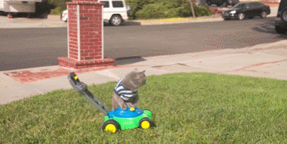 英国短毛猫丨蓝猫