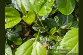 千万注意！福州有人被这个咬了一口，回家后直接休克图片