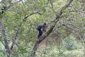 商洛农民们放弃了核桃来西安收破烂、蹬三轮，商洛核桃怎么了图片