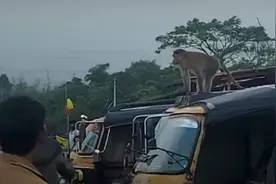 记仇猴子被抓它的印度司机惹怒，不惜“越狱”22公里回来报复图片