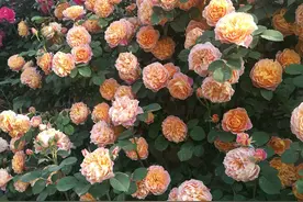 9种“猛花”长得太凶，2年爬满墙，开成花瀑布，美到震撼图片