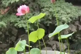 养了碗莲不开花，赶紧给它晒一晒，见了太阳种子发芽，开花有指望图片