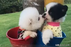 【对联】卿卿我我亲亲我图片