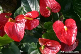 红掌怎么养才能养好？看看这篇文章就知道啦图片