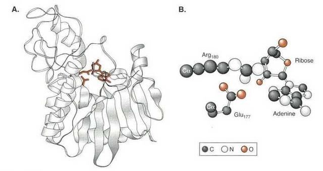 儿时随处可见的蓖麻，中国年需求40万吨，还被美国列为战略物资？