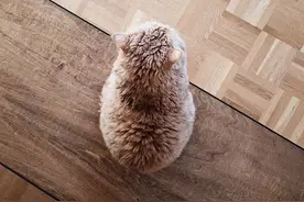 地板上有个“炸毛”的背影，看到正面被萌翻：这猫太可爱了图片