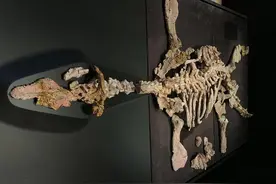 澳大利亚的镇国之宝，居然是一件镶满了宝石的“龙骨”图片