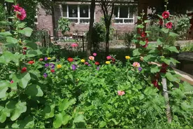 有花堪折直须折，莫待无花空折枝，你是怎么理解这句诗的？图片
