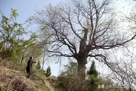 山西农村发现600年古树，村民说曾救过全村人命，咋回事图片