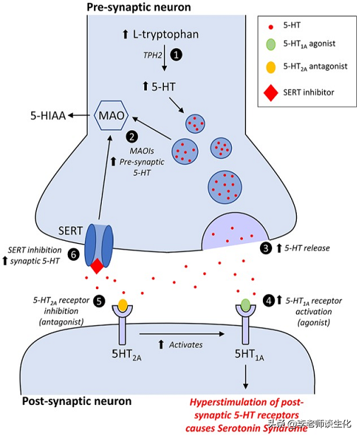 氨基酸衍生物代谢（一）