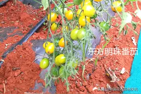 图集：世界各地百种西红柿集中亮相富民半山耕云庄园图片