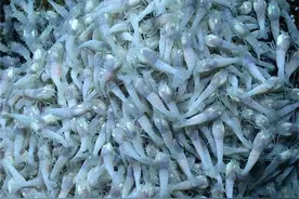 生活在450℃海底热泉旁的大虾，数量十分惊人，如何才能煮熟？图片