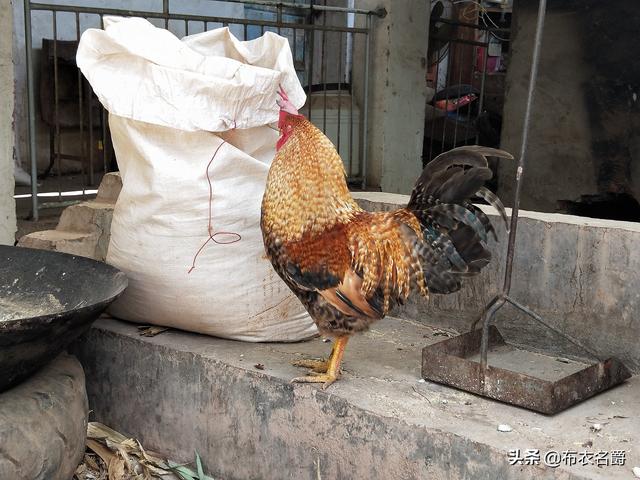 家禽“蛋白质-氨基酸”辩证关系及缺乏症防治