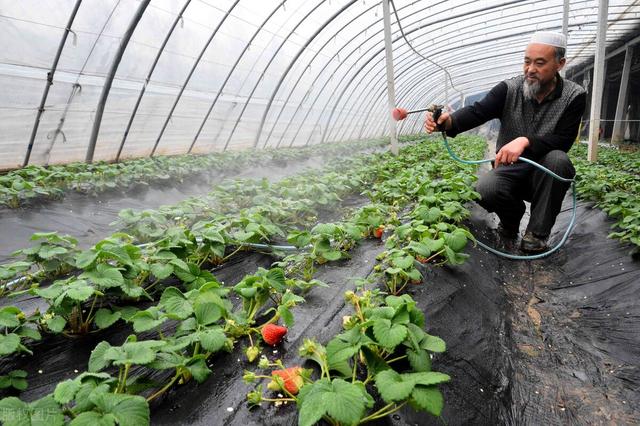 红糖加醋加磷酸二氢钾有什么用，解密农业小妙招的真实面目