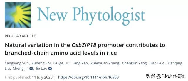 华中农大罗杰团队鉴定到植物中首个调控支链氨基酸合成的转录因子