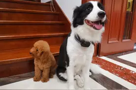 收养了一年的边牧，颠覆了我对狗子的认知图片