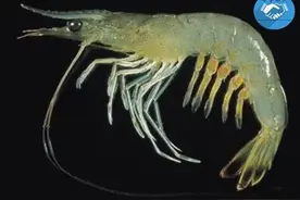 对虾大量上市，东方和南美外形相似，价格悬殊一倍，教你如何辨别图片