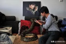 云南少年枕蟒蛇睡觉，跟25条蛇同居17年，蛇为什么不攻击他？图片