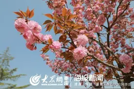 74秒|薛城森林公园春景如画 市民乐享好春光图片