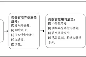 类器官培养基主要成分的作用机制及潜在功能图片