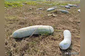 丢弃的冬瓜图片