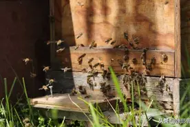 蜜蜂分家，4日龄蜜蜂全部飞走，蜂王傻吗？这才是蜂王的高明之处图片