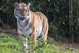 亚洲虎非洲狮，美洲豹欧洲狼，谁才是陆地之王？图片