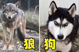 为什么狼的配偶只有一个，而狗的配偶却有很多？图片