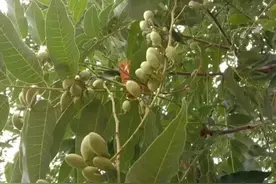 老话说：“不怕有蛇进家门，就怕香椿高过房”，不怕蛇却怕香椿？图片