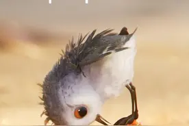 豆瓣9.3分动画短片《鹬》：独立成长的孩子，离不开“狠心”父母图片