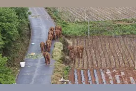 云南北上野象群最终会停留在哪里？这6点原因决定了思茅最适宜图片