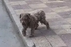 泰迪走丢三个月再次遇到主人，变得面目全非，小心翼翼要认主图片