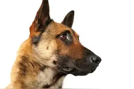 知名导演炸死功勋军犬，萧敬腾：疯子图片