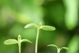 成语汇总：AABC、ABCC、AABB、ABAB、ABAC、AAB、ABB七种形式图片